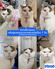 MOOO น้ำยาเช็ดคราบน้ำตา สูตรอ่อนโยน สำหรับสัตว์เลี้ยง