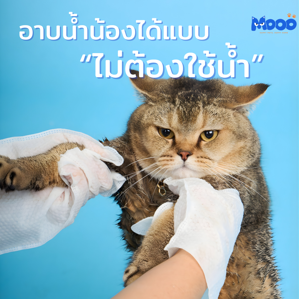 MOOO เซ็ตเช็ดหัวจรดหาง | น้ำยาเช็ดคราบน้ำตา + ถุงมือสปา (Bundle Set)