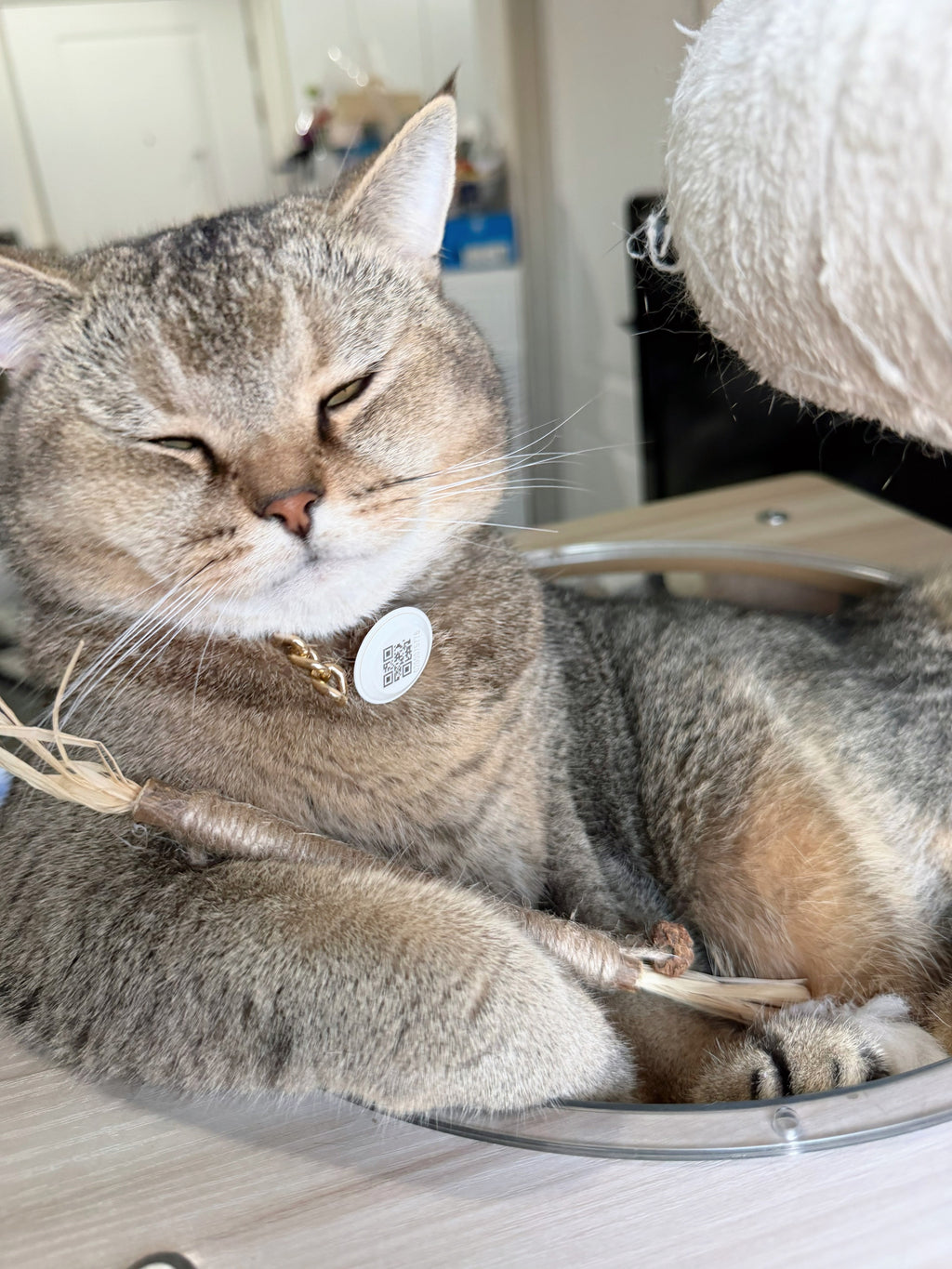 MOOO ไม้ขัดฟัน ทาทาบิ ลดคราบหินปูนของเล่นแมว ทำให้ลมหายใจสดชื่น ผ่อนคลาย ผลิตภัณฑ์ที่เหมาะสำหรับแมวของคุณ