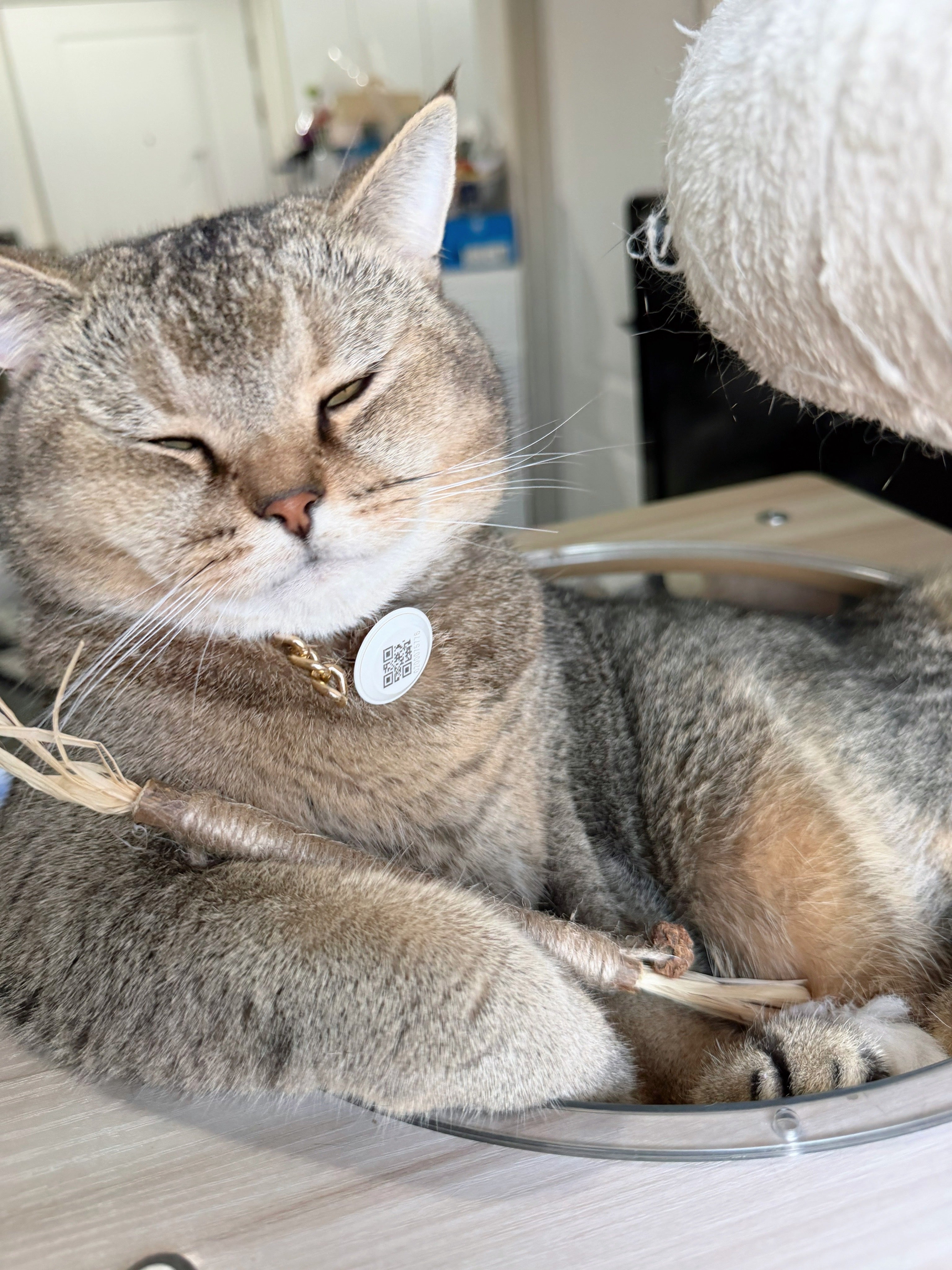 MOOO ไม้ขัดฟัน ทาทาบิ ลดคราบหินปูนของเล่นแมว ทำให้ลมหายใจสดชื่น ผ่อนคลาย ผลิตภัณฑ์ที่เหมาะสำหรับแมวของคุณ