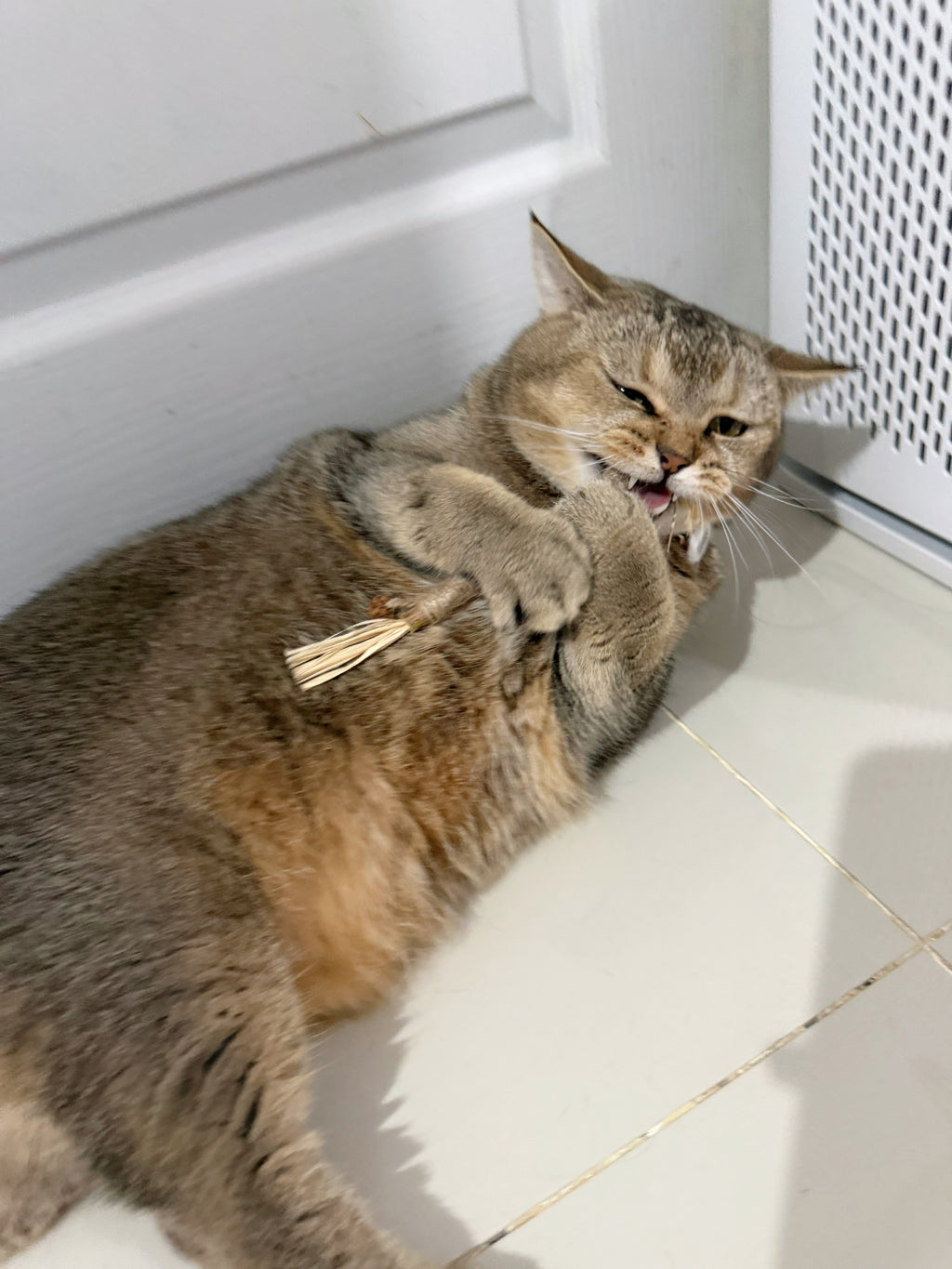 MOOO ไม้ขัดฟัน ทาทาบิ ลดคราบหินปูนของเล่นแมว ทำให้ลมหายใจสดชื่น ผ่อนคลาย ผลิตภัณฑ์ที่เหมาะสำหรับแมวของคุณ