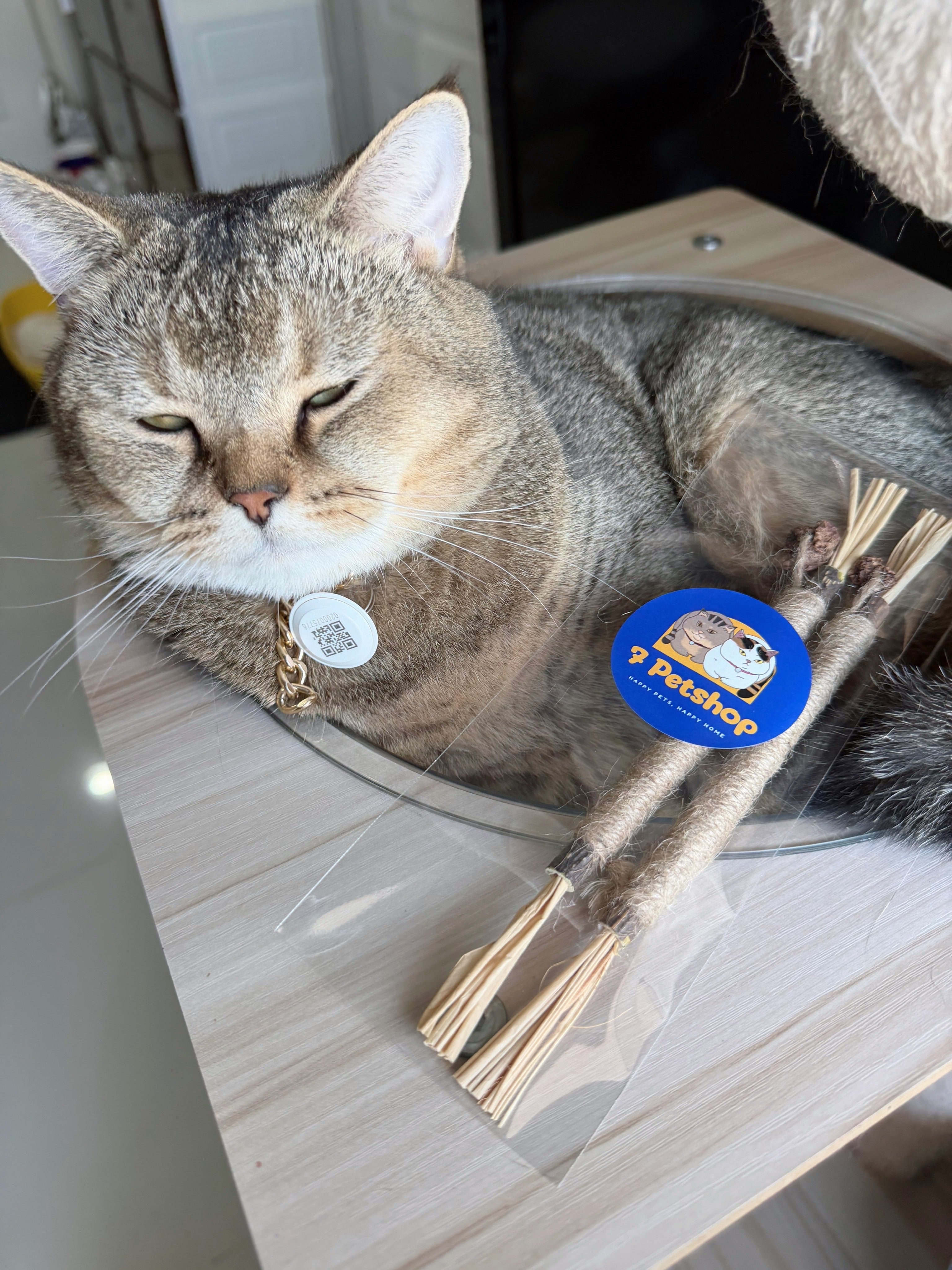 MOOO ไม้ขัดฟัน ทาทาบิ ลดคราบหินปูนของเล่นแมว ทำให้ลมหายใจสดชื่น ผ่อนคลาย ผลิตภัณฑ์ที่เหมาะสำหรับแมวของคุณ