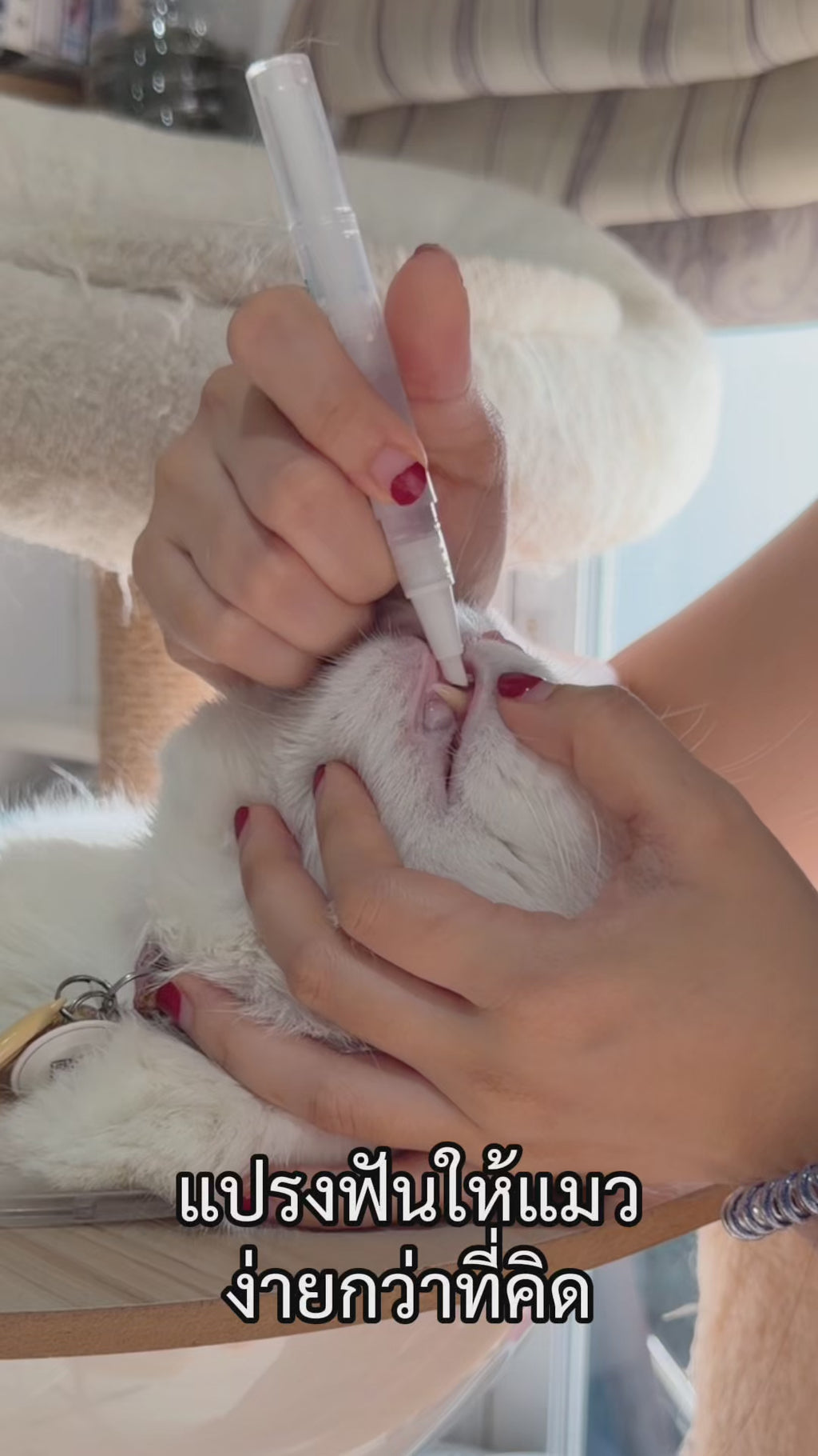 ปากกาแปรงฟันสัตว์เลี้ยงแบบออลอินวัน สำหรับสุนัขและแมว