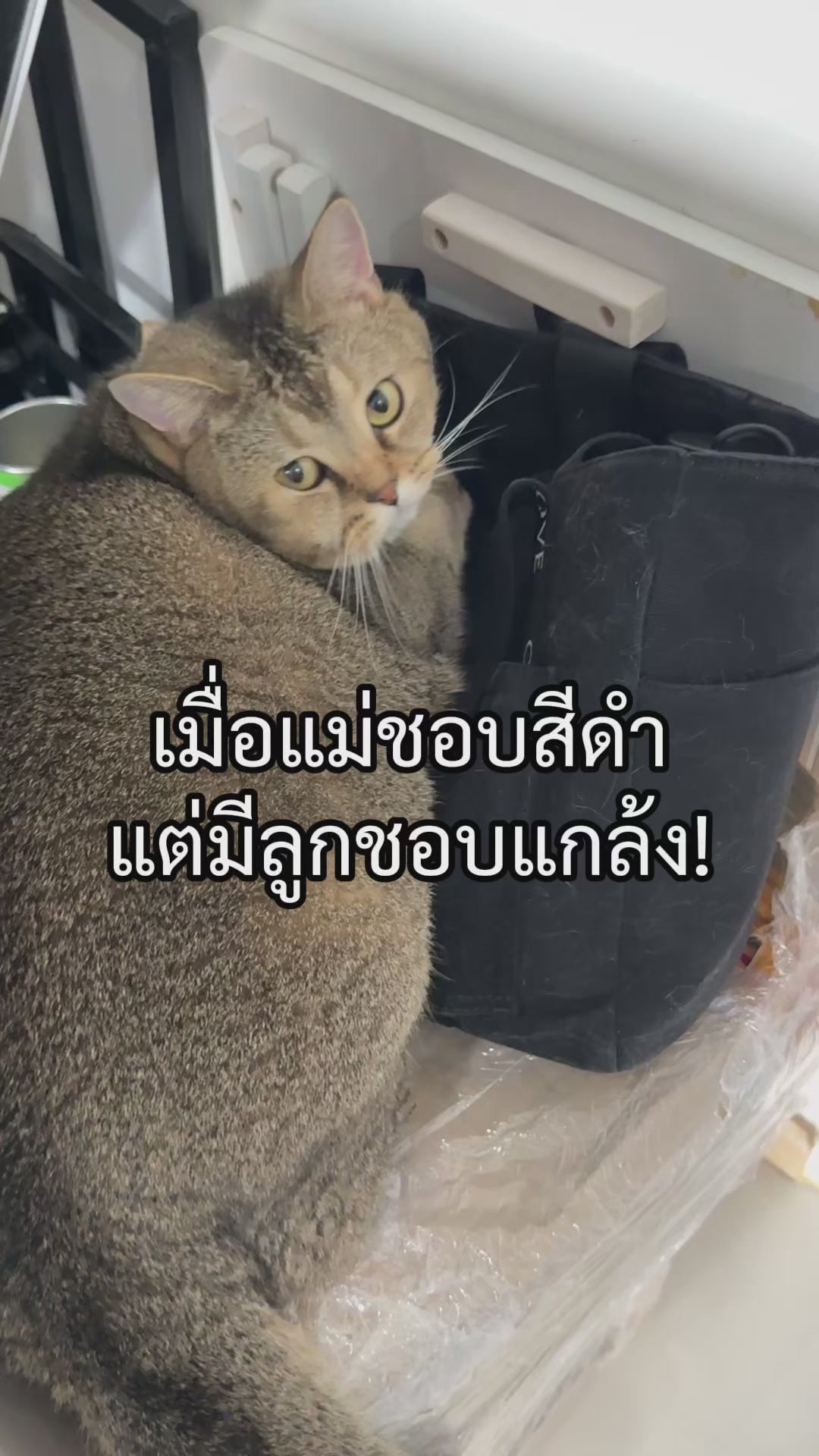 ลูกกลิ้งกำจัดขนทรงเมฆ ซิลิโคนล้างน้ำได้ แบบพกพา